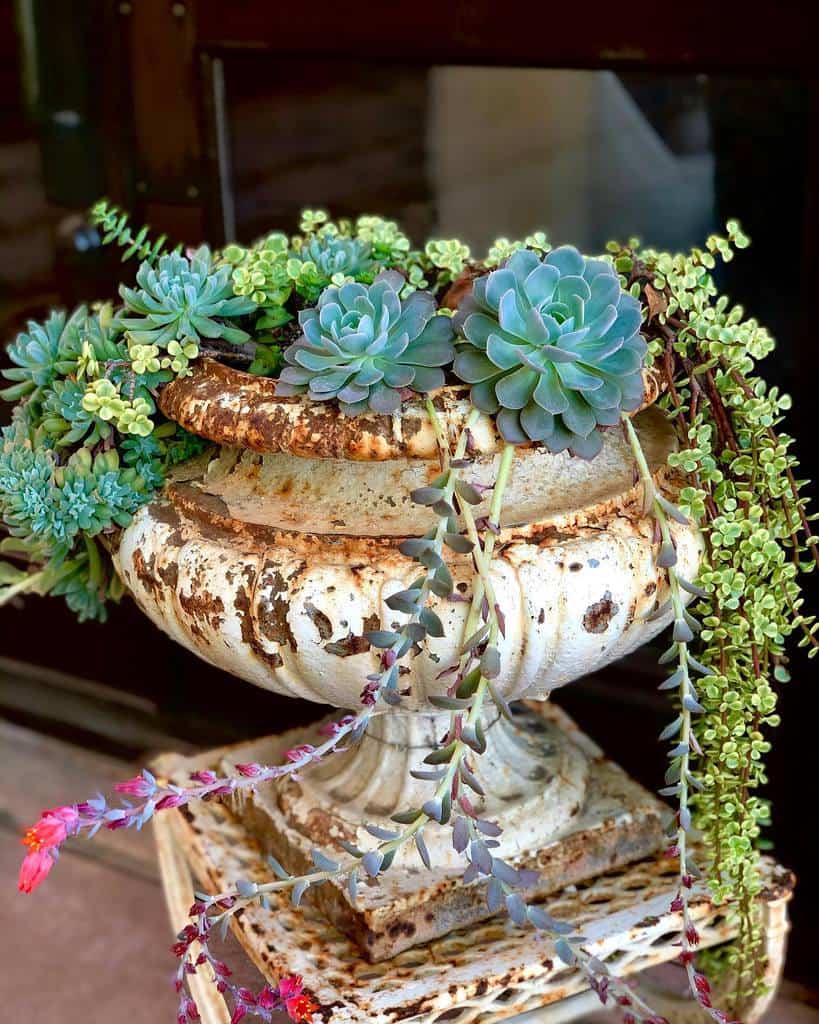Creative succulent garden ideas