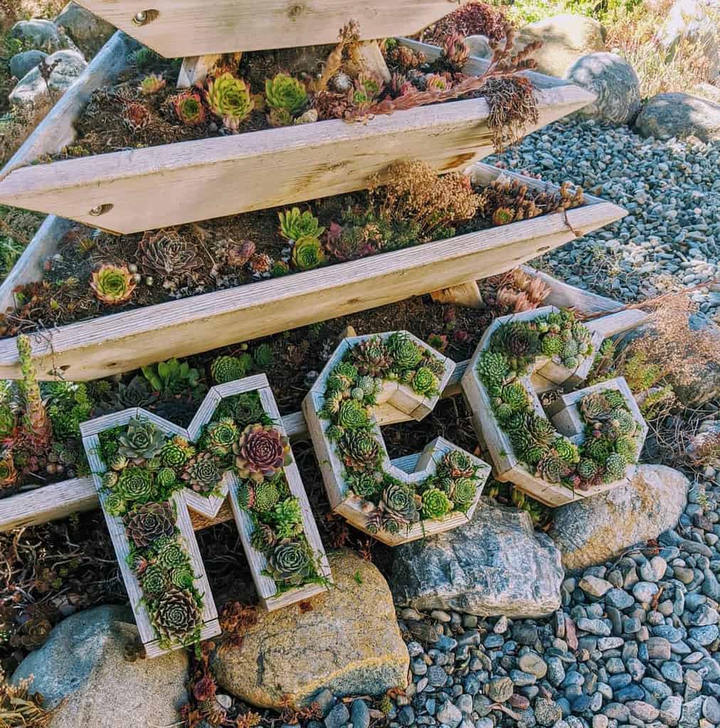 Creative succulent garden ideas