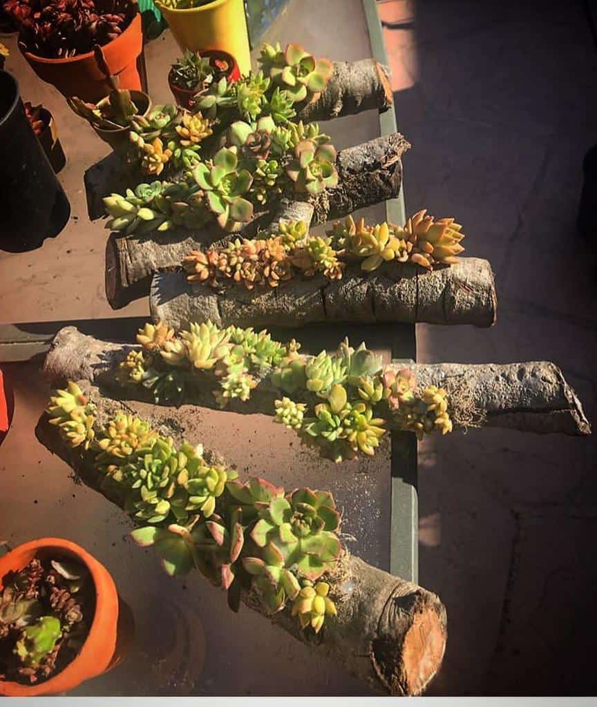 Creative succulent garden ideas