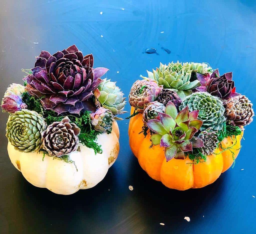 Cute pots for succulents garden ideas