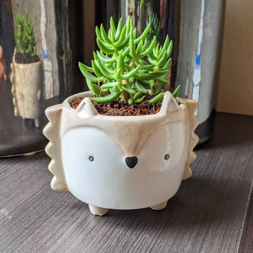 Cute pots for succulents garden ideas