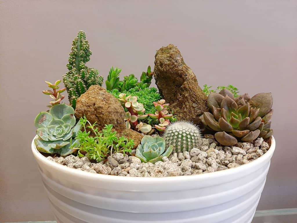 Dish garden succulent garden ideas