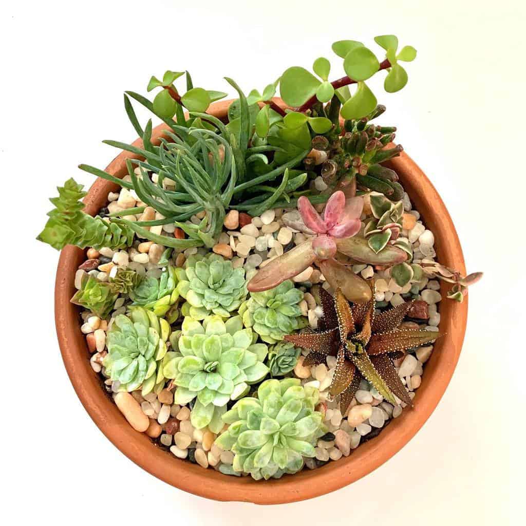 Dish garden succulent garden ideas