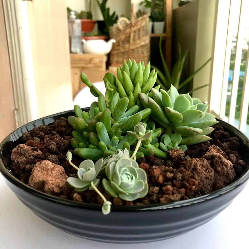 Dish garden succulent garden ideas