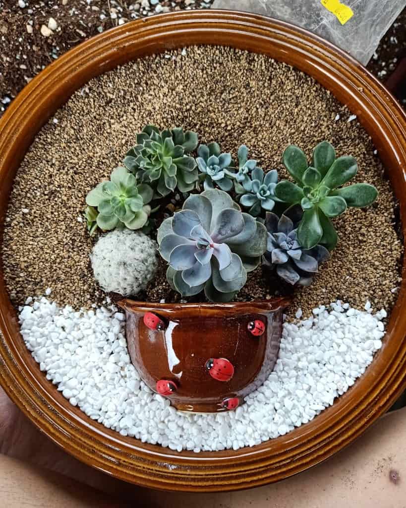 Dish garden succulent garden ideas