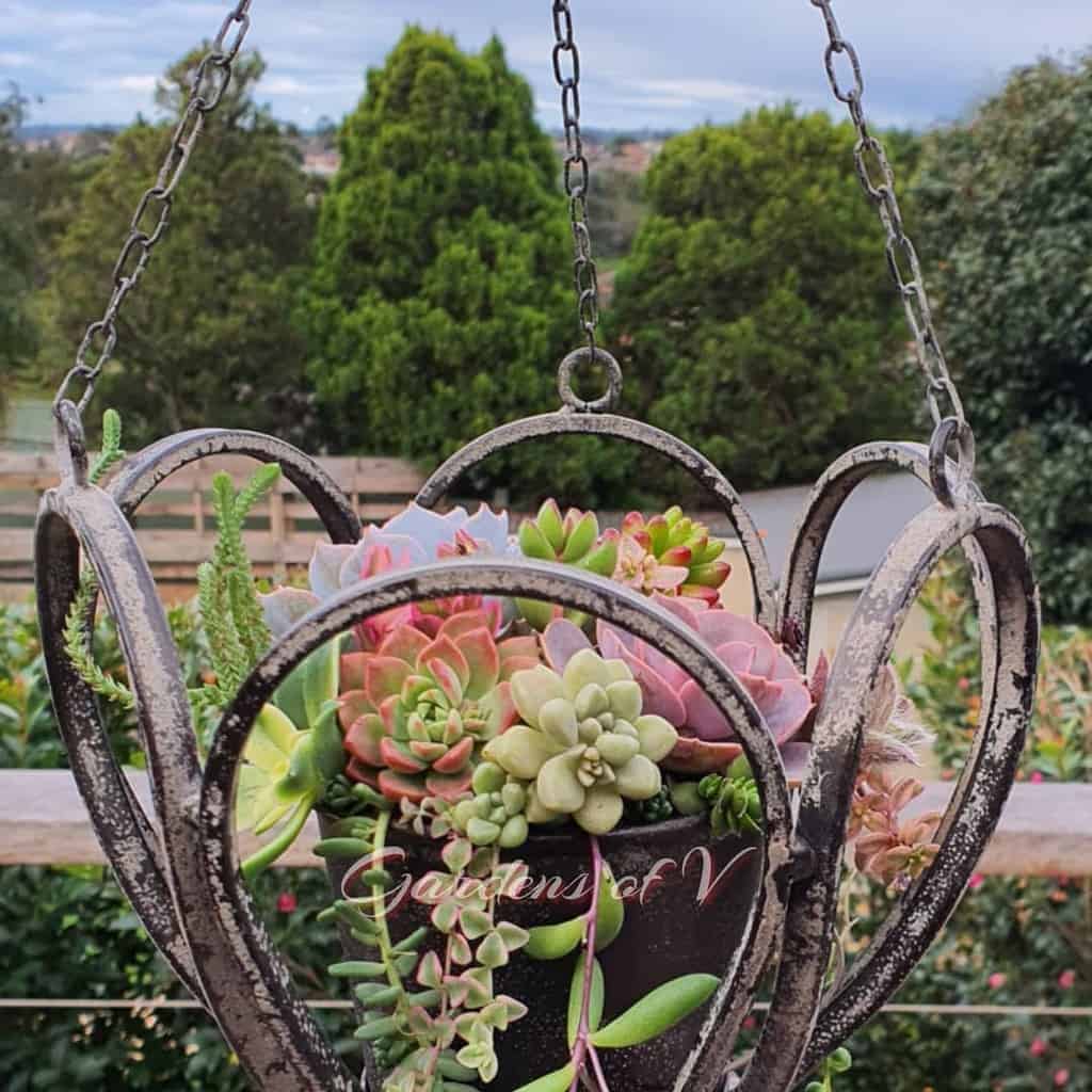 Hanging succulent garden ideas