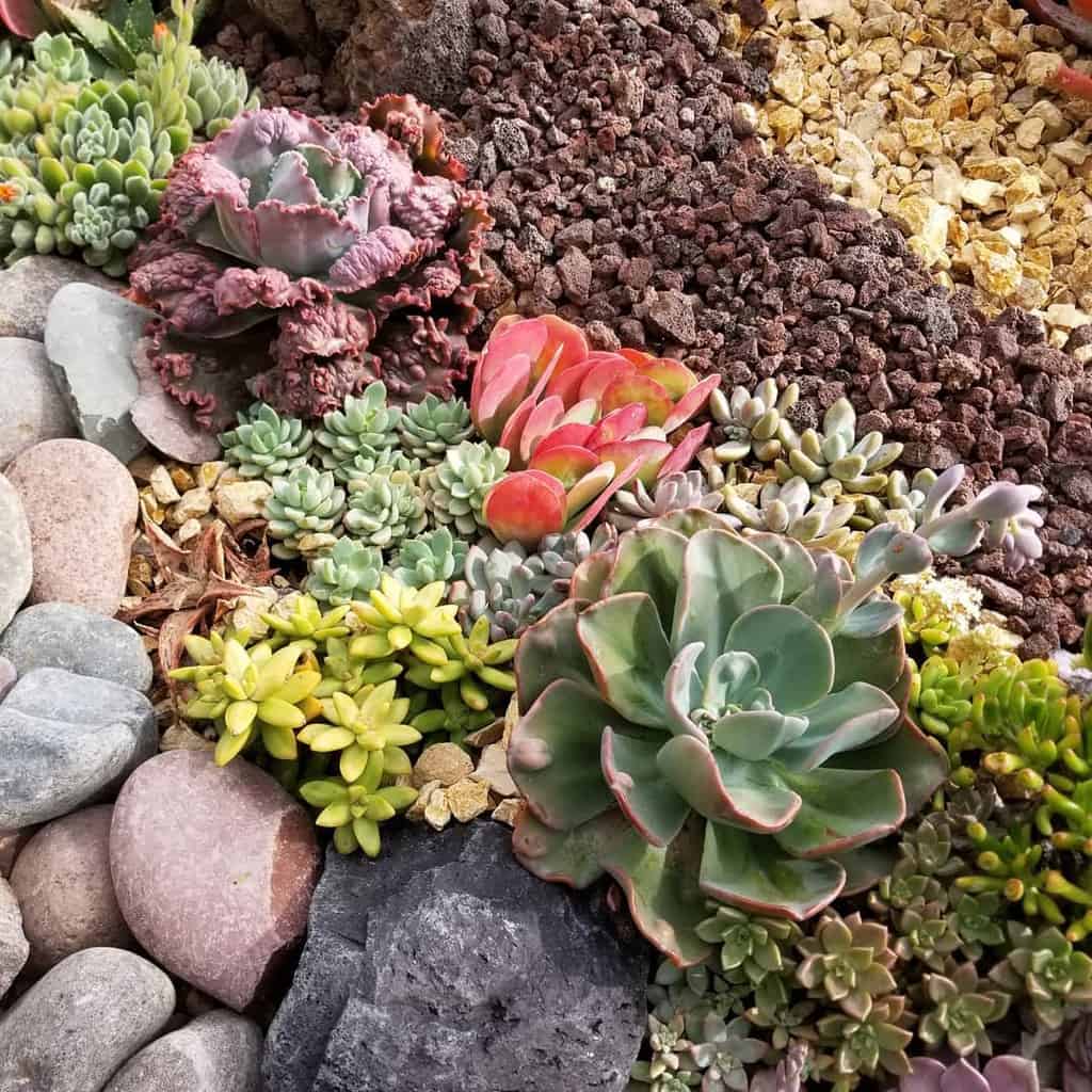 Landscape succulent garden ideas