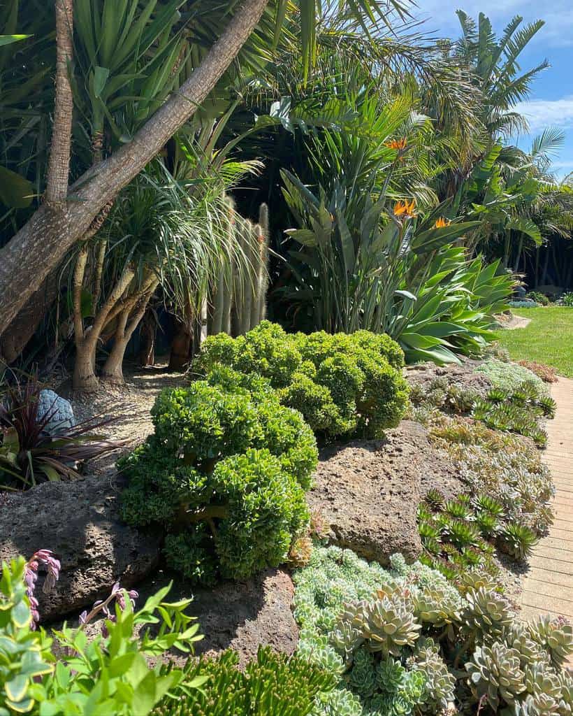 Landscape succulent garden ideas