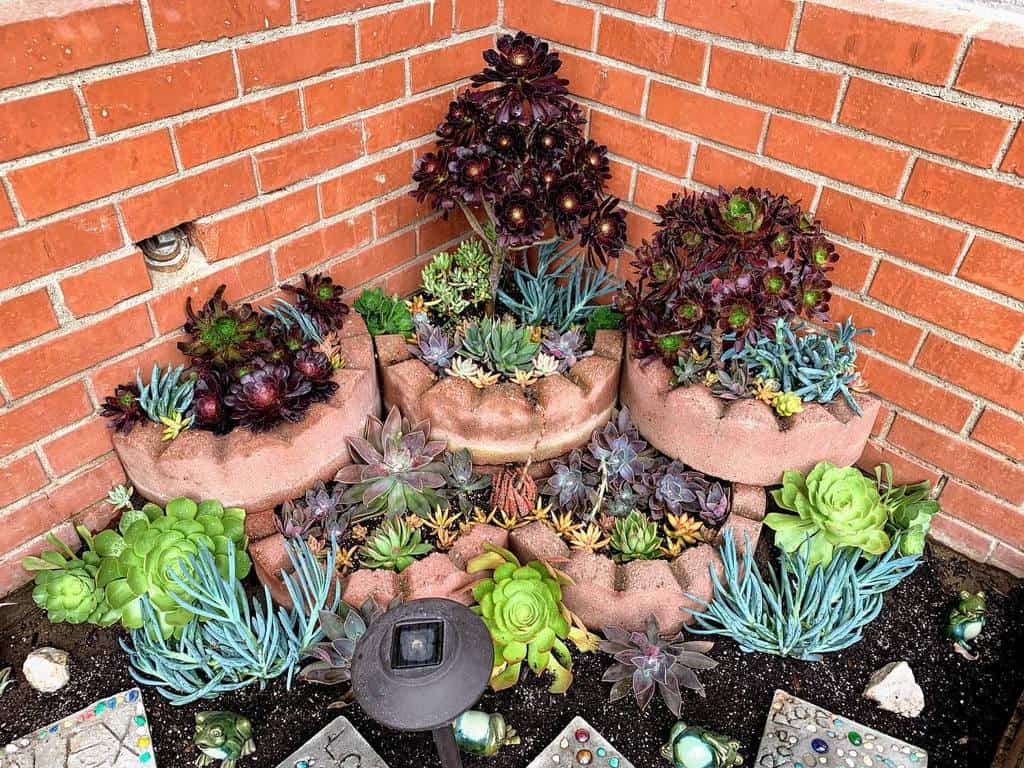 Landscape succulent garden ideas