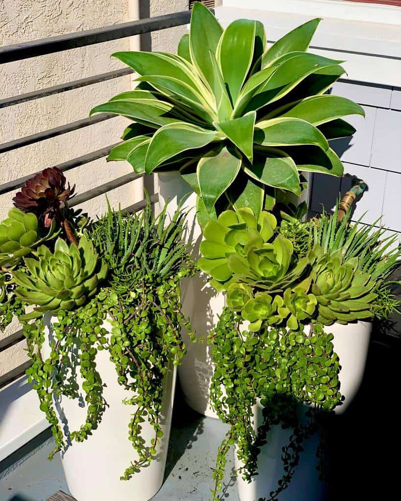 Planter succulent garden ideas 