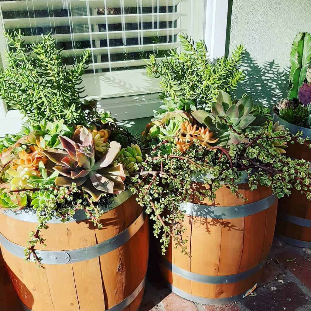 Planter succulent garden ideas 
