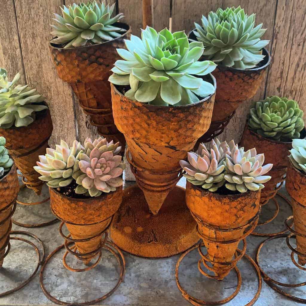 Planter succulent garden ideas 