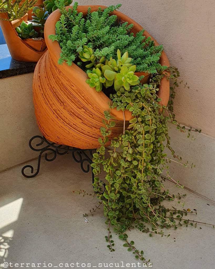 Planter succulent garden ideas 