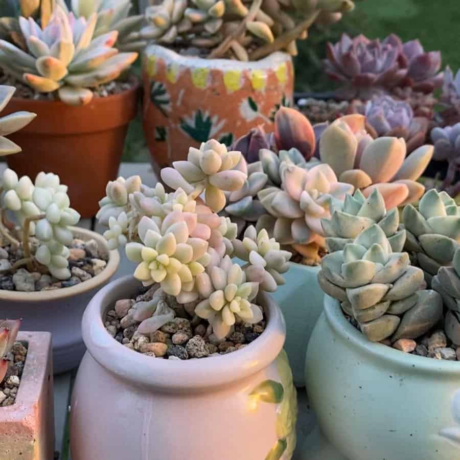 Potted succulents garden ideas