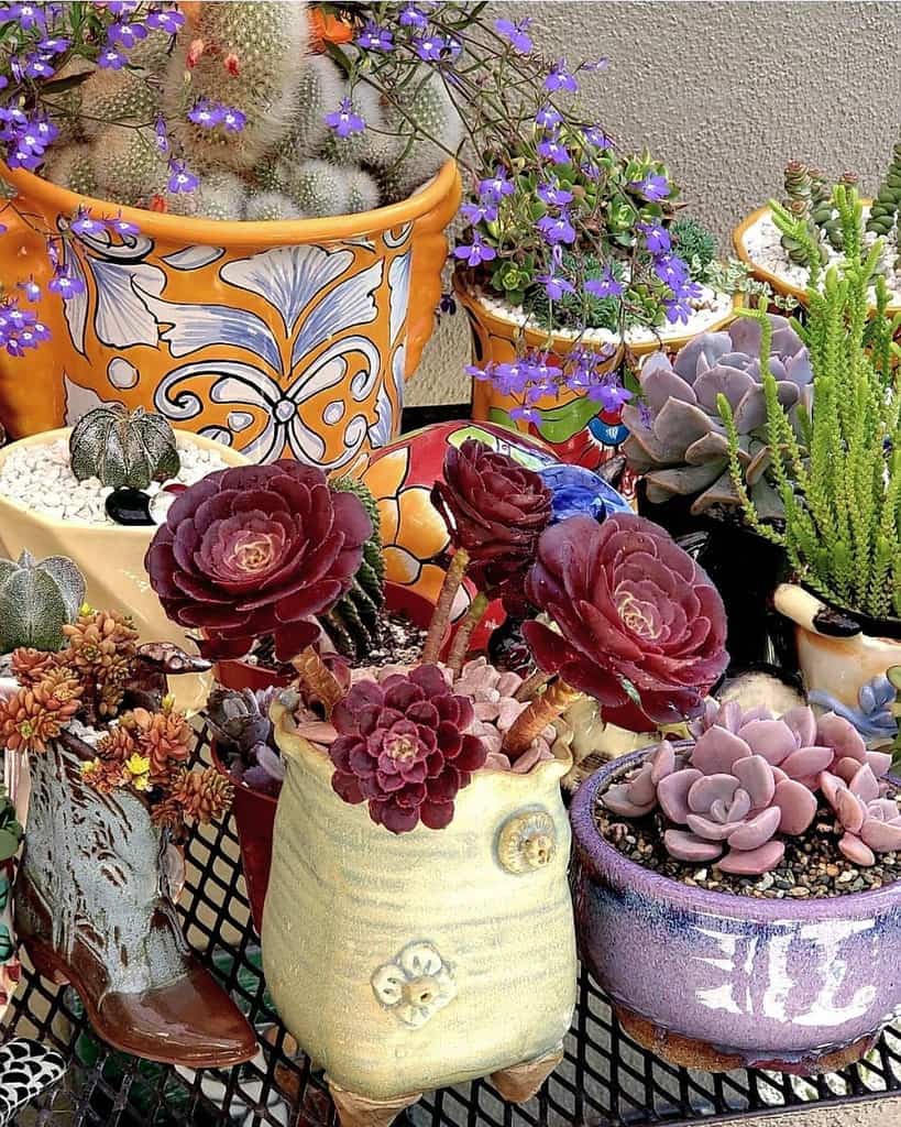 Potted succulents garden ideas