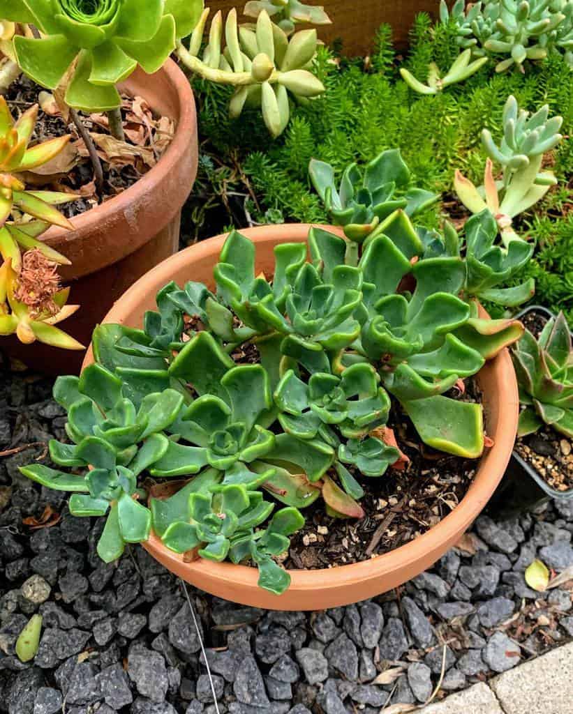 Potted succulents garden ideas