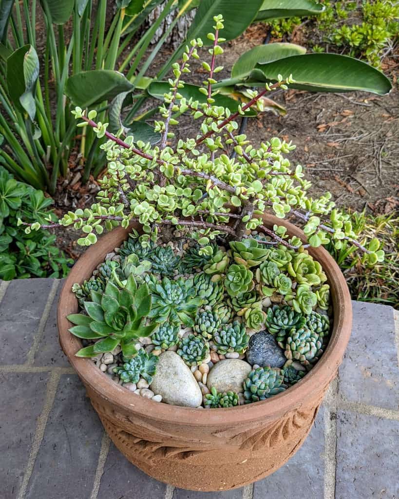 Succulent garden arrangement ideas 