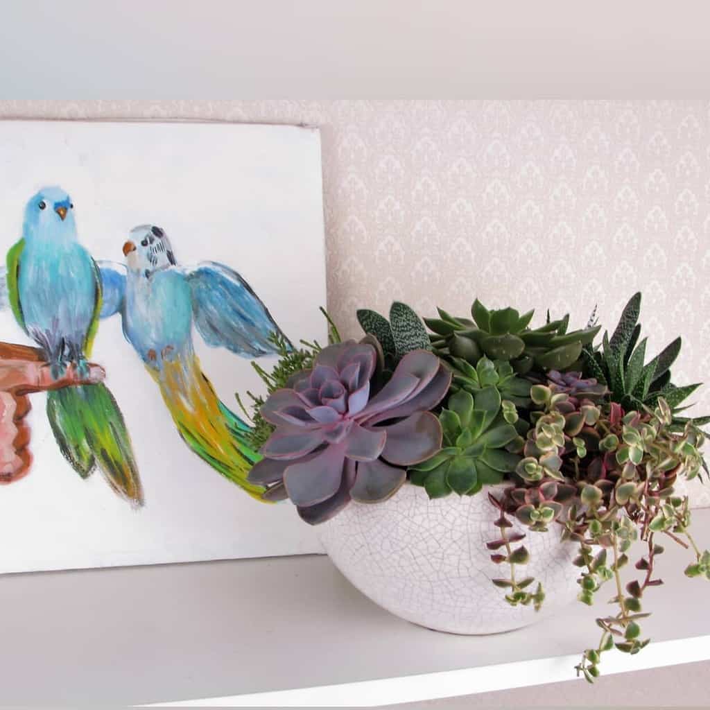 Succulent garden arrangement ideas 