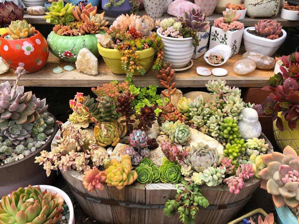 Succulent garden arrangement ideas 