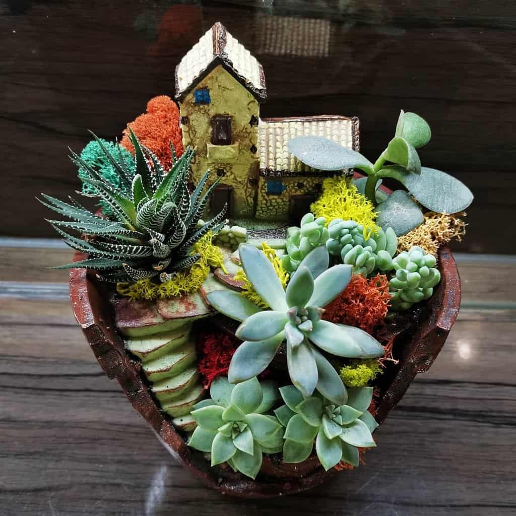 Succulent garden arrangement ideas 