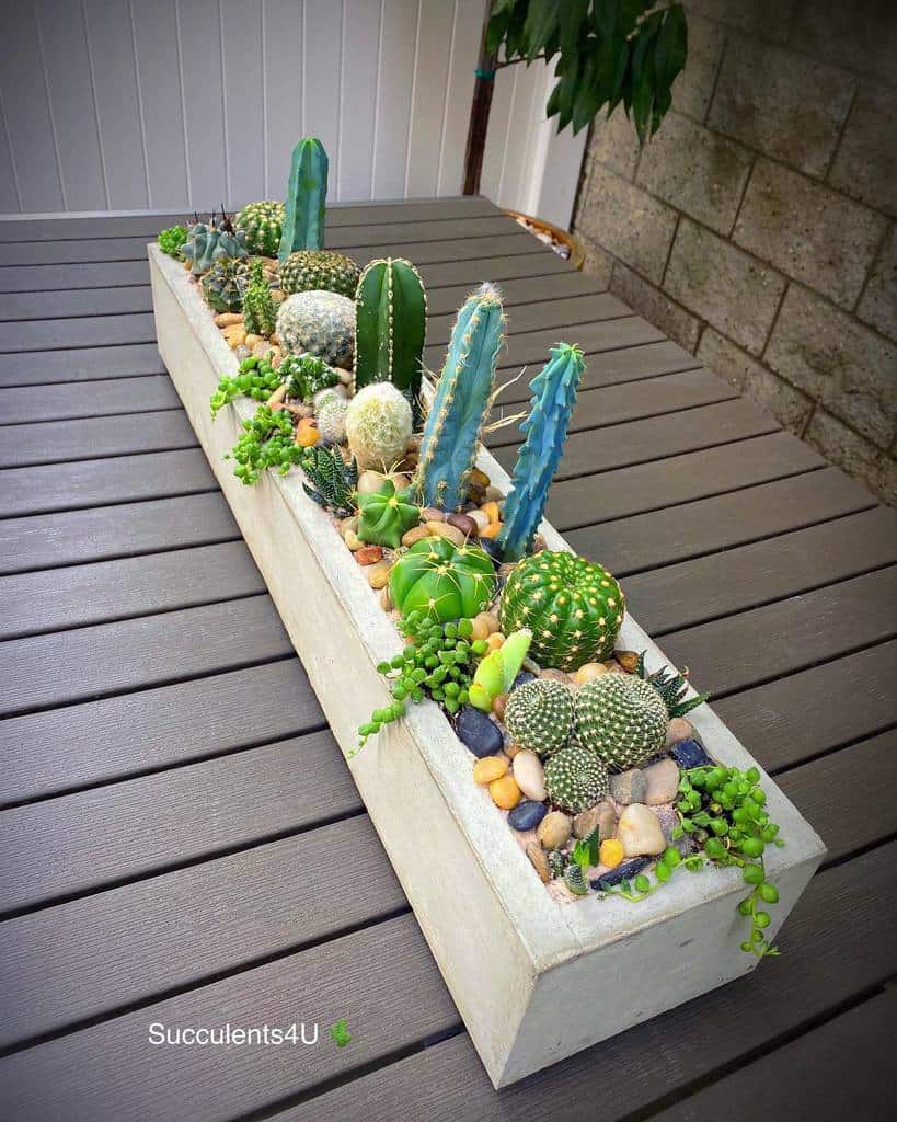 Succulent garden arrangement ideas 