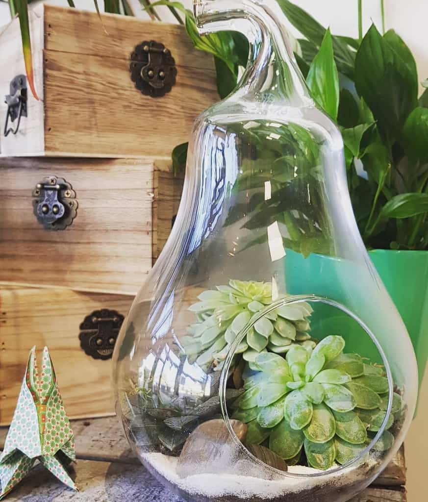Terrarium succulent garden ideas
