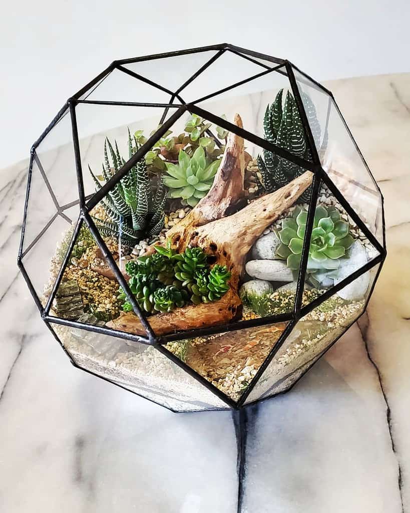 Terrarium succulent garden ideas