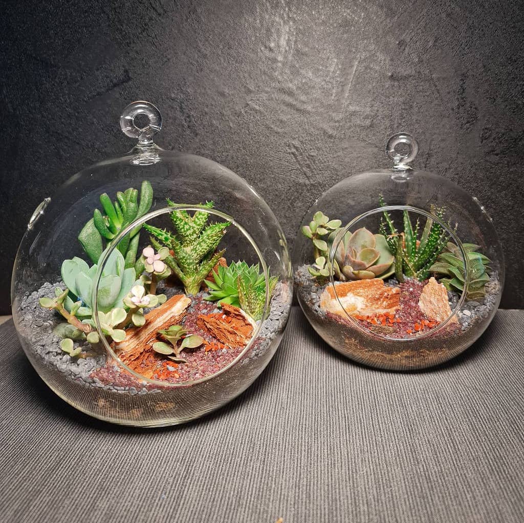Terrarium succulent garden ideas
