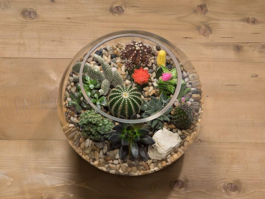 Terrarium succulent garden ideas