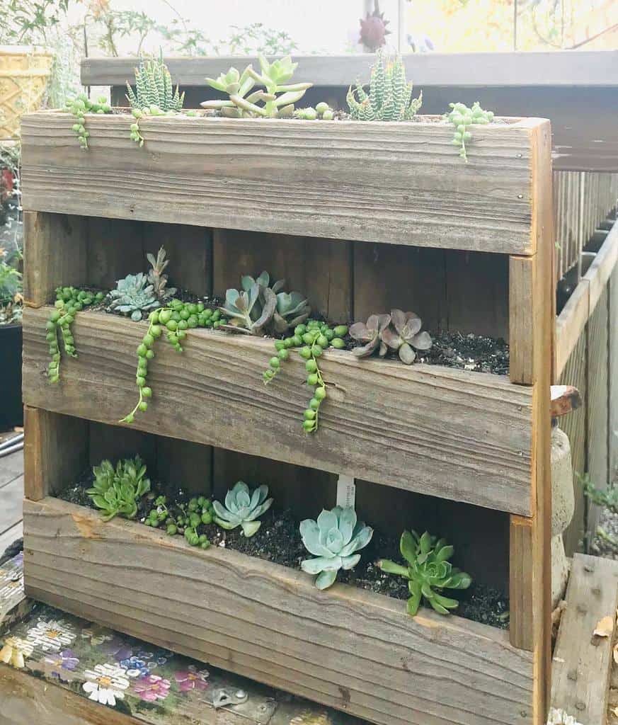 Vertical succulent garden ideas