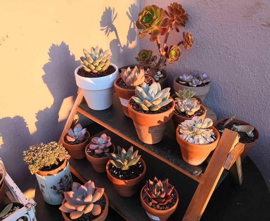 Vertical succulent garden ideas
