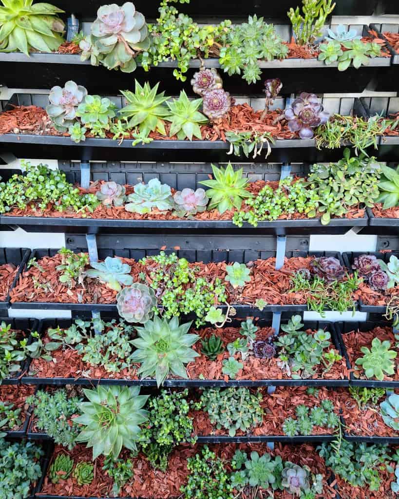 Vertical succulent garden ideas