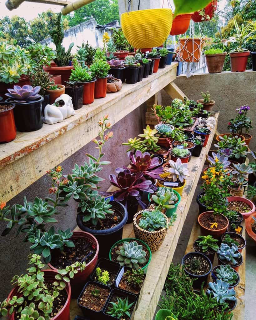 Vertical succulent garden ideas