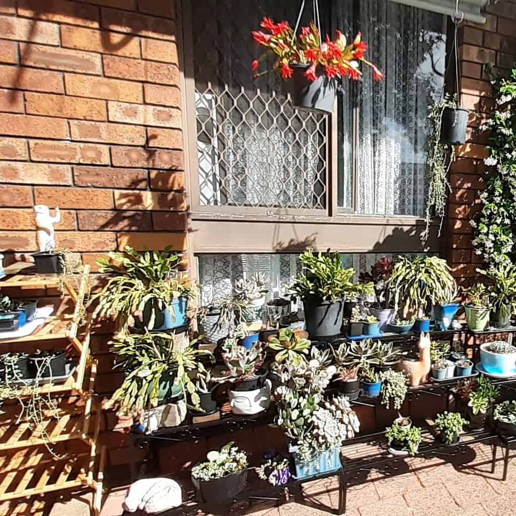 Vertical succulent garden ideas