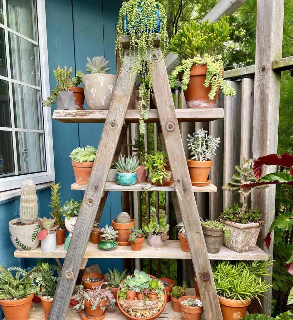 Vertical succulent garden ideas