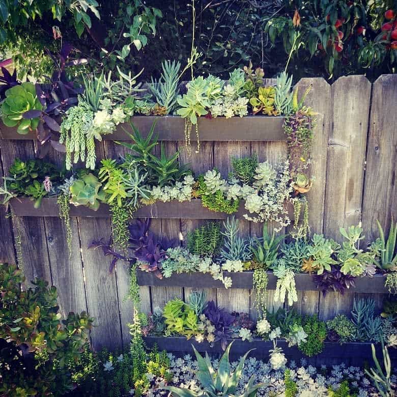 Wall succulent garden ideas