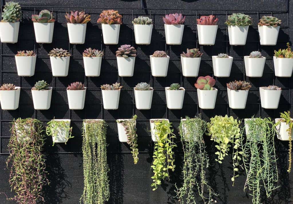 Wall succulent garden ideas