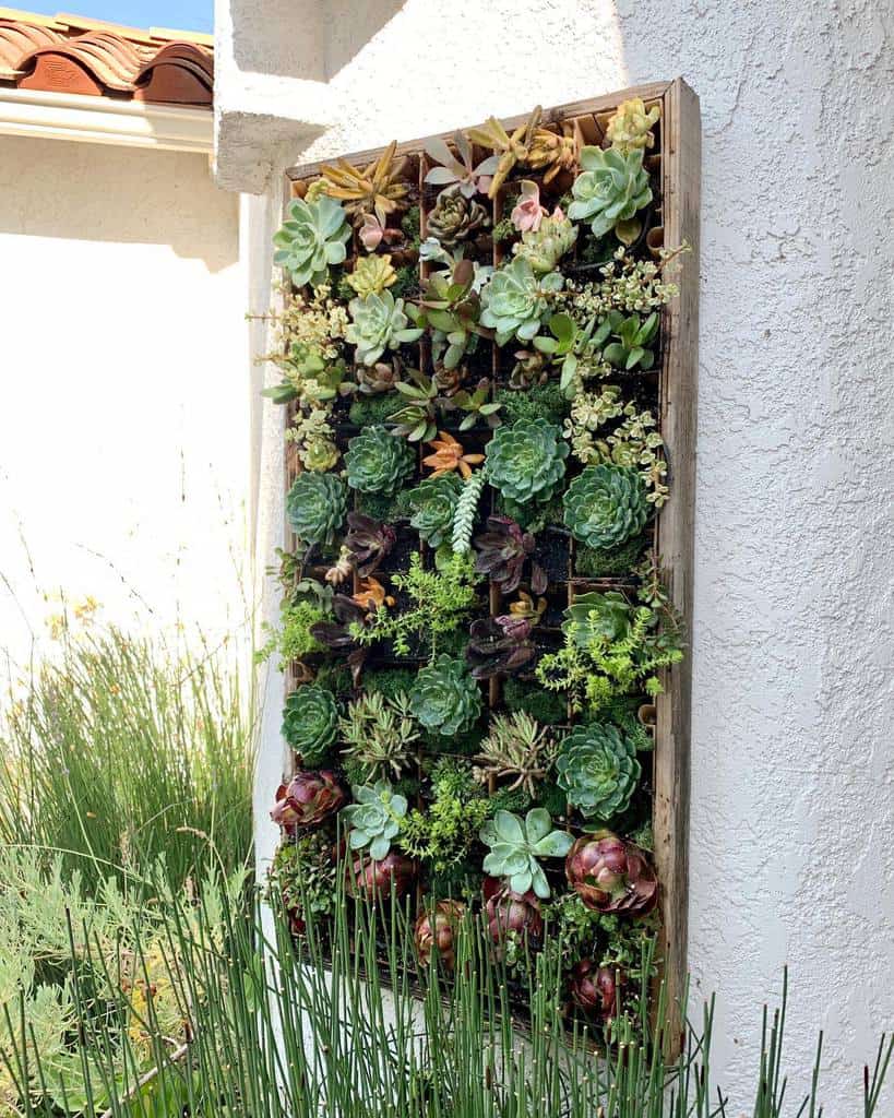 Wall succulent garden ideas
