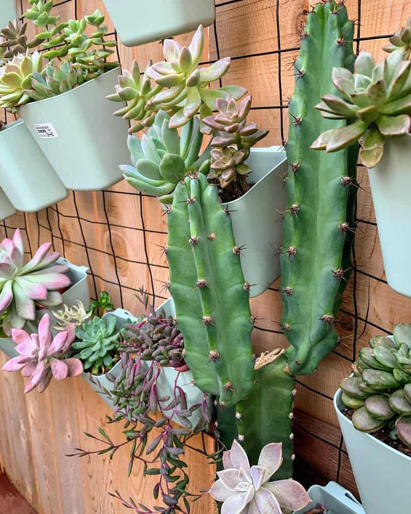 Wall succulent garden ideas
