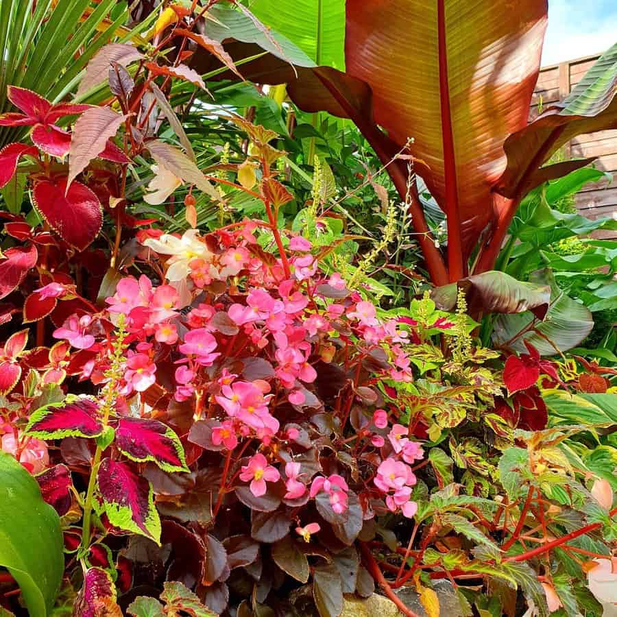 Autumn flowering plants 