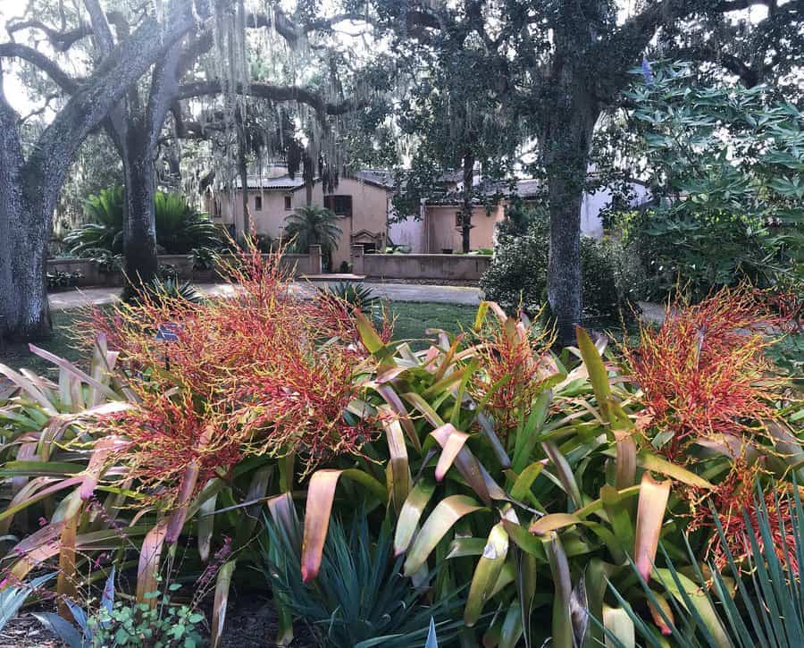 Autumn flowering plants 