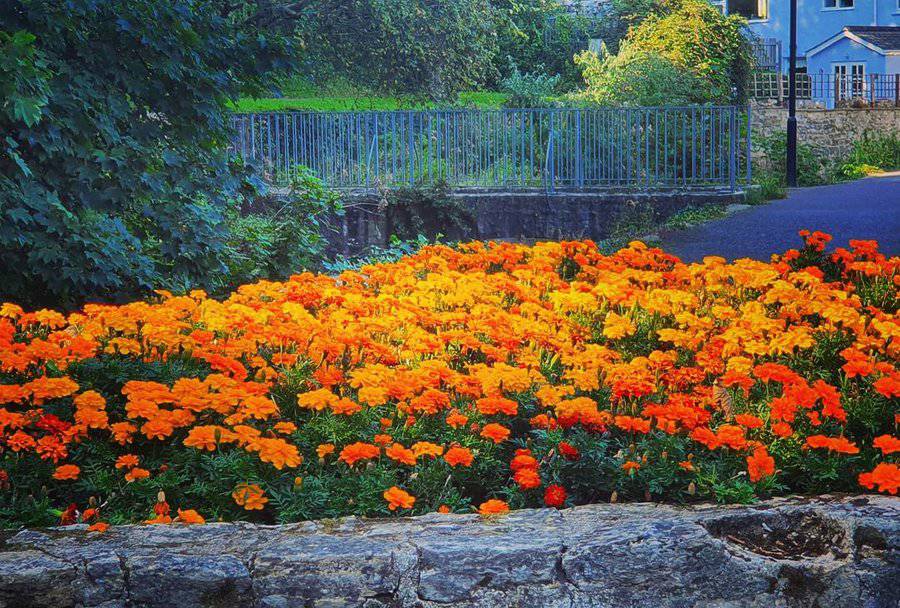 Orange marigold flower bed