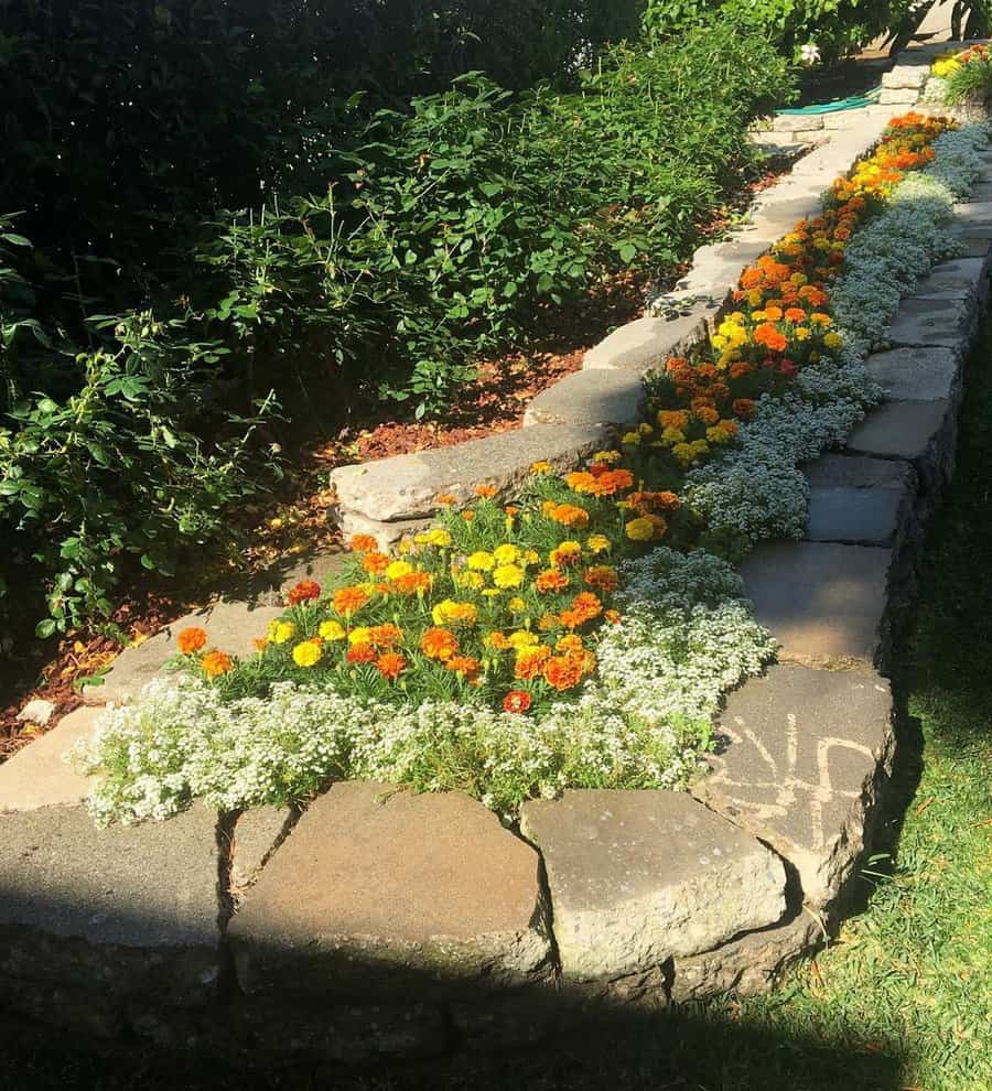 Orange marigold flower bed