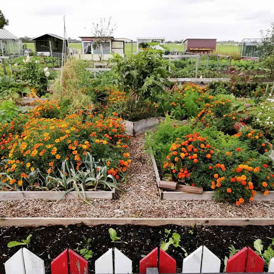Orange marigold flower bed