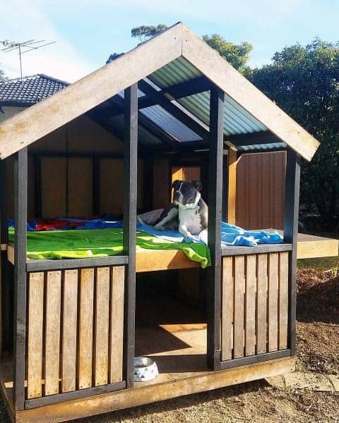 Open big dog kennel