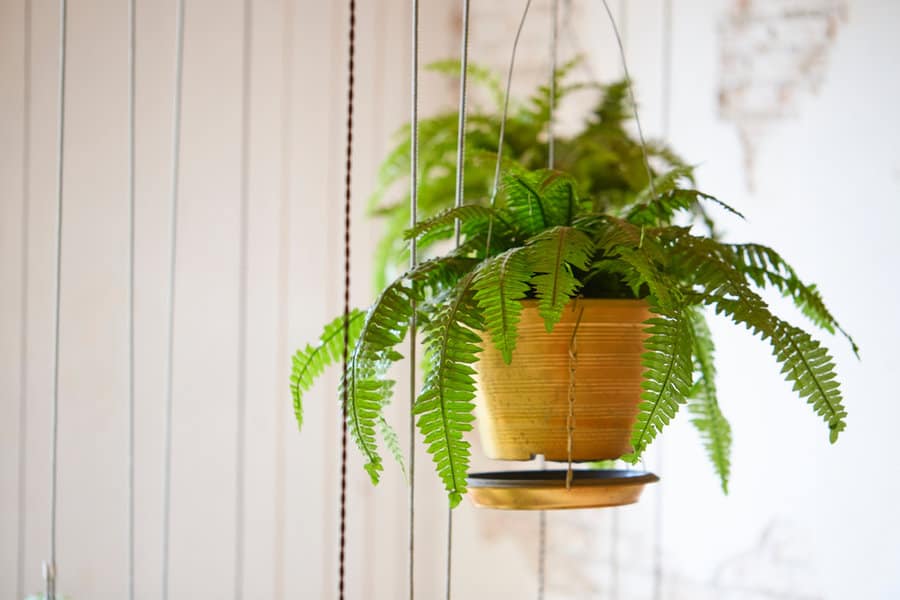 Boston Fern