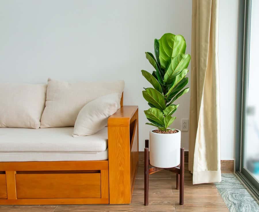 Fiddle Leaf Fig