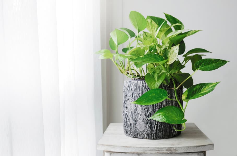 Pothos plant
