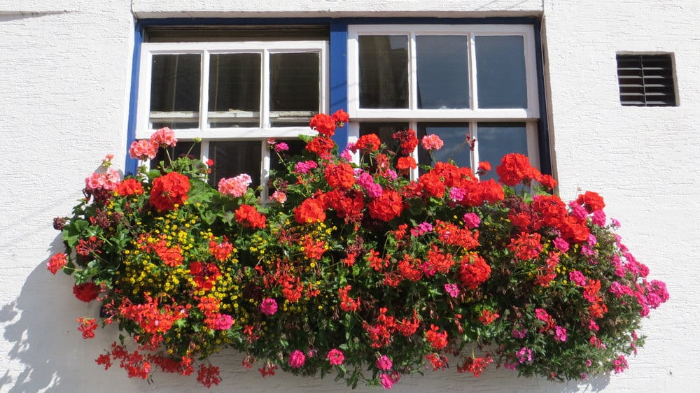 Red Geraniums in a window box