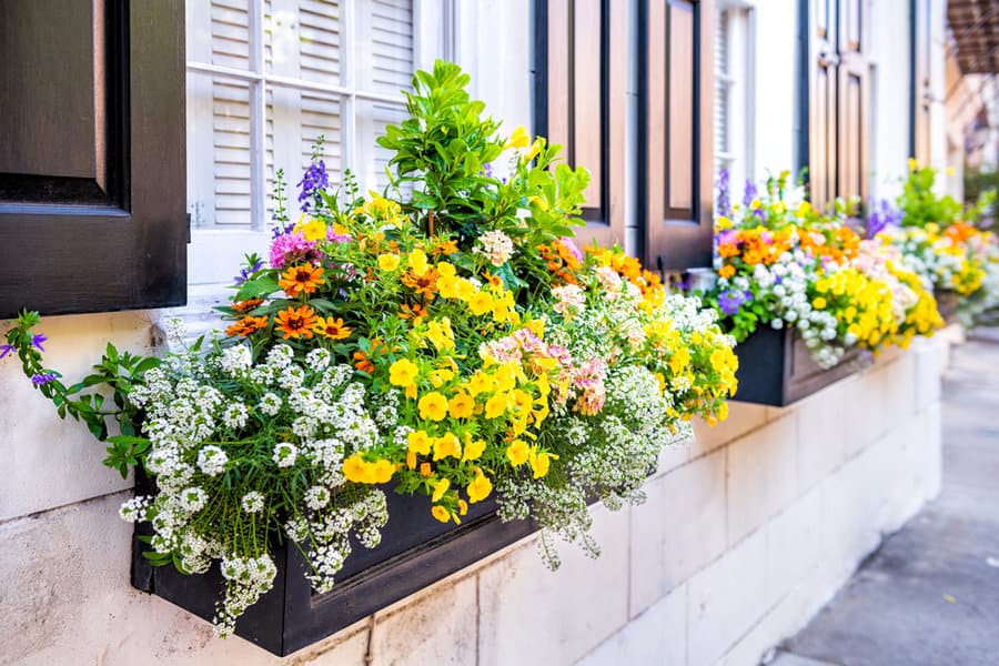 Petunias in a window box